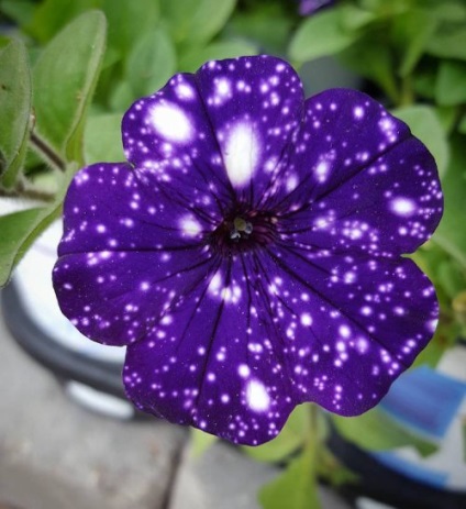 Petunia de noapte, pe florile din care poti vedea cosmosul (15 poze)