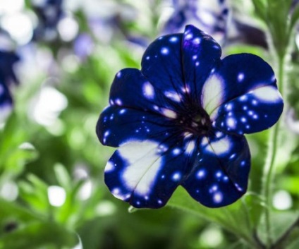 Petunia de noapte, pe florile din care poti vedea cosmosul (15 poze)