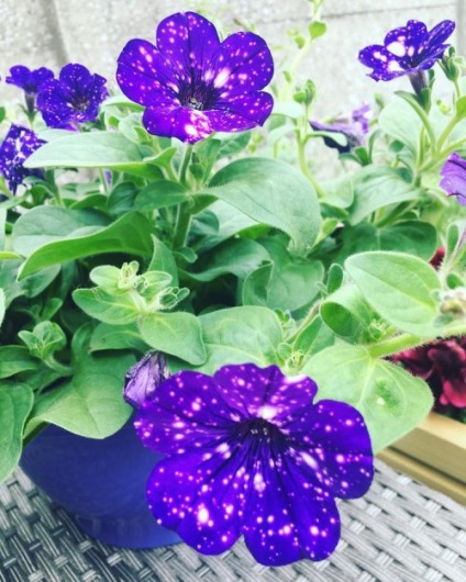 Petunia de noapte, pe florile din care poti vedea cosmosul (15 poze)