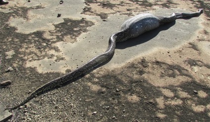 Python a mâncat o porcupină și a murit o fotografie python unică a porcupinei înghițite