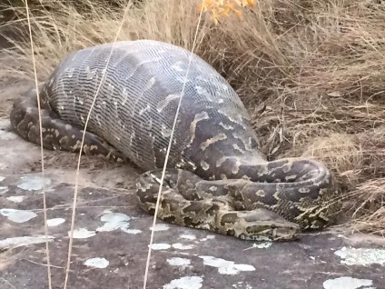 Python a mâncat o porcupină și a murit o fotografie python unică a porcupinei înghițite