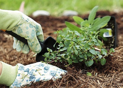 Plectranthus menta de acasă la domiciliu, cum să crească video