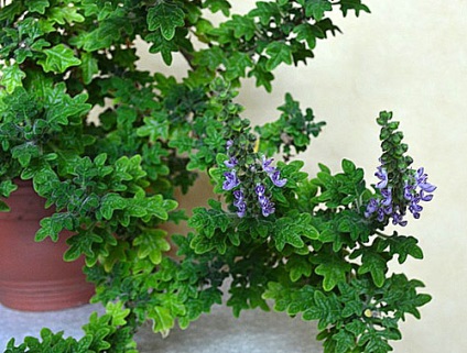 Plectranthus menta de acasă la domiciliu, cum să crească video