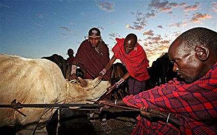 Tribul Masai - viață și obiceiuri