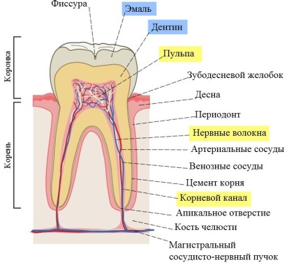 Защо, след отстраняване на нерва е важно да се запечата добре кореновия канал