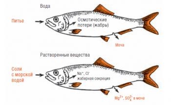 Чому вода в морі солона, а риби в ній несолоним