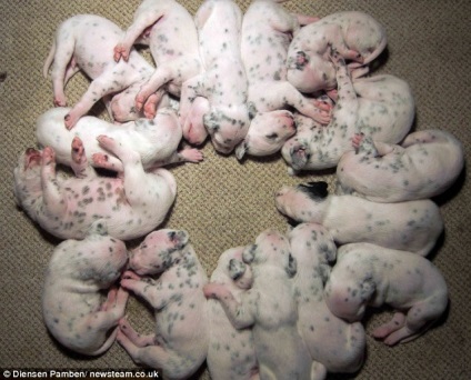 Aproape ca 101 dalmatieni, 16 pui de la o mama