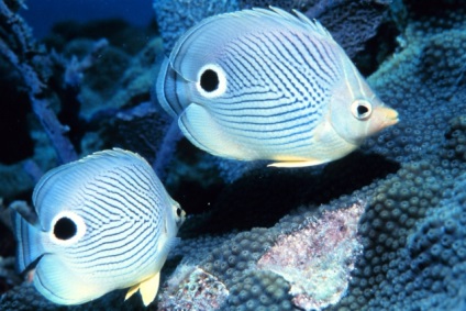 A víz alatti világ a Thai-öböl - körülbelül Samui