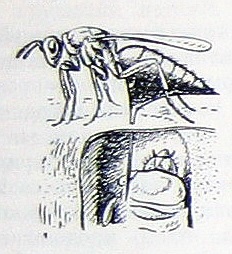 Câștigătorii de insecte folositori - ce știm despre ei