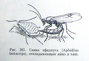 Câștigătorii de insecte folositori - ce știm despre ei