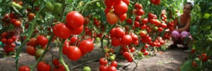 Поливане домати в оранжерията - редовно поливане правила видео