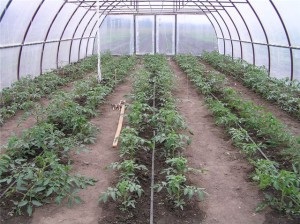 Поливане домати в оранжерията - редовно поливане правила видео