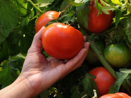 Tomate - plantare, cultivare, îngrijire