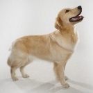 Breed Czech Bohemian - fotografie, caracter, îngrijire, formare, boală, preț câine