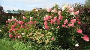 Ültetés és ápolása Hortenzia paniculata Vanilla Frazee leírás, telepítési és karbantartási szabályok