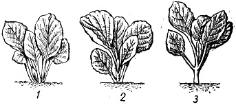 Plantarea varza