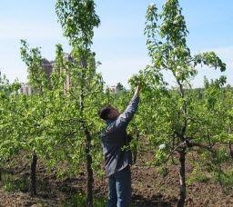 Plantarea răsadurilor de pomi fructiferi