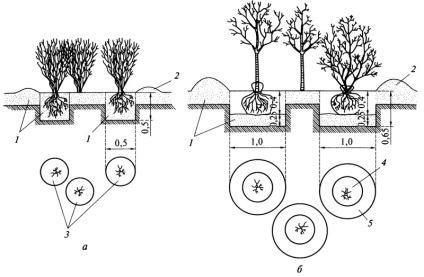 Plantarea răsadurilor cu un sistem rădăcină deschisă, arhitectura peisajului și clădirea verde