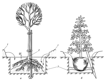 Plantarea răsadurilor cu un sistem rădăcină deschisă, arhitectura peisajului și clădirea verde