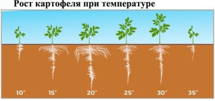 Засаждане на картофи през пролетта