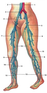 A felületes femoralis artéria