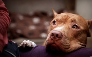 Să ne familiarizăm cu descrierea și caracteristicile rasei American Staffordshire Terrier (amstaff) -