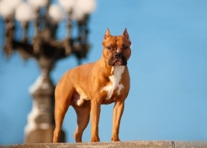 Ismeri a leírás és a jellemző a fajta amerikai staffordshire terrier (amstaff) -