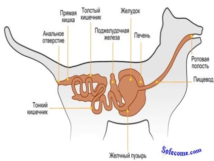 Prezentatsіya a macskafélék - prezentatsії a bіologії, gdz4you