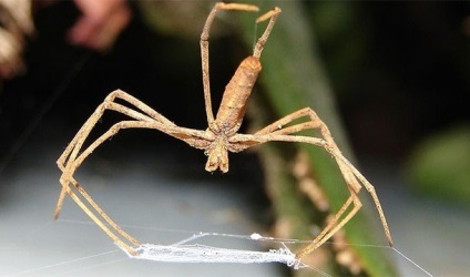 Motivele pentru care păianjenii sunt terifianți, dar cu adevărat interesanți, mai proaspeți - cei mai buni dintre ei