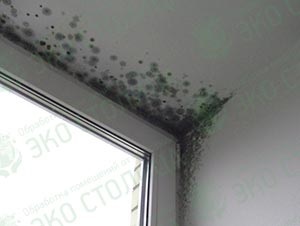 Cauzele mucegaiului în apartament și pericolul acestuia