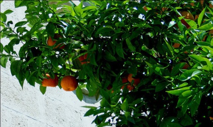 Portocalele au adormit la ceea ce este, ce înseamnă portocaliu într-un vis