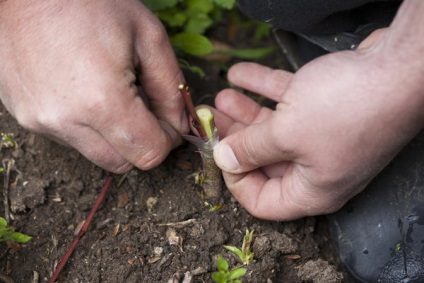 Inocularea inoculării arborilor și arbuștilor în scindare este o metodă universală