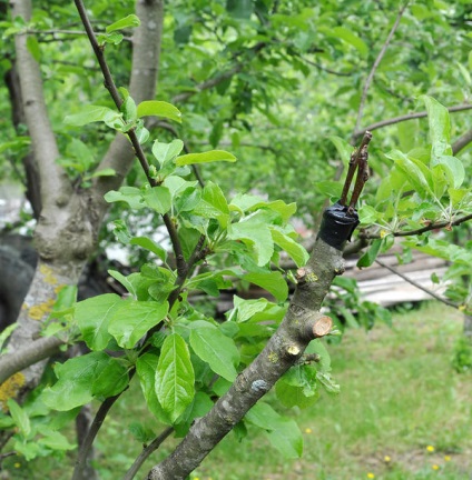 Inocularea inoculării arborilor și arbuștilor în scindare este o metodă universală