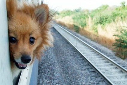 Călătoriți cu trenul cu un câine, nu uitați de noile reguli!