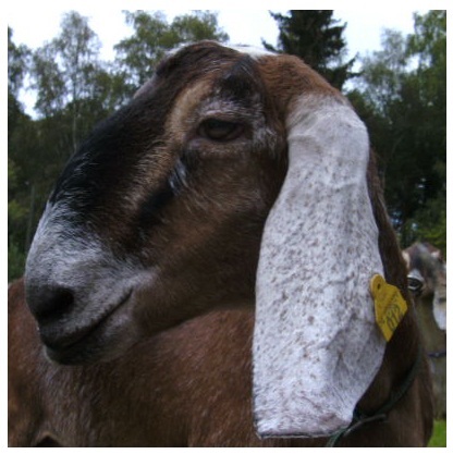 Vizualizare subiect - Goats Nubian