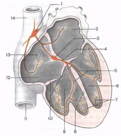 Sistemul conductiv al inimii - pagina 2