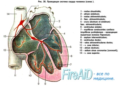 Sistemul conductiv al inimii