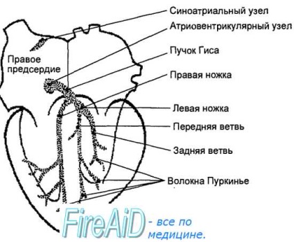 Sistemul conductiv al inimii