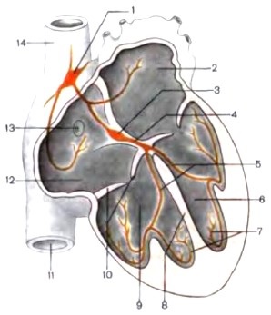 Conductiv sistem inimii sinus-atrial nod, nodul atrioventricular, pachet de gips