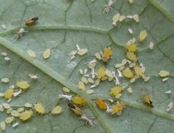 Falánk Aphis gossypii (kártevők dinnye) Falánk Aphis gossypii