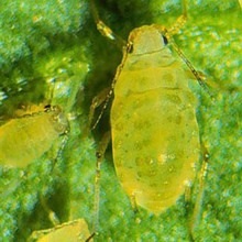 Falánk Aphis gossypii (szárnyatlan partenogenetichnyh samochek) Falánk Aphis gossypii
