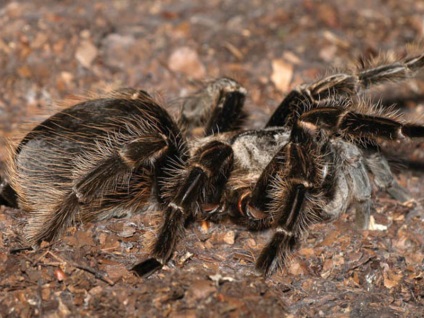 Birdpatch brahapelma albumophilus, păianjen, cumpăra brahapelma albumbum