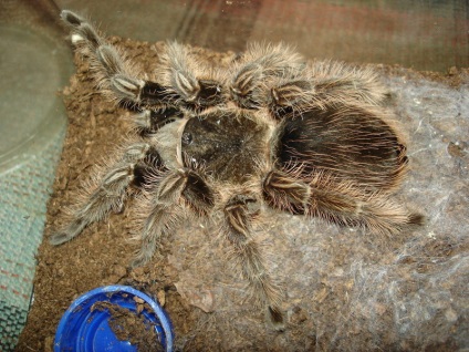 Tarantula brahipelma albopilosum, vedlés pók otthon, vásárolni brahipelma albopilosum