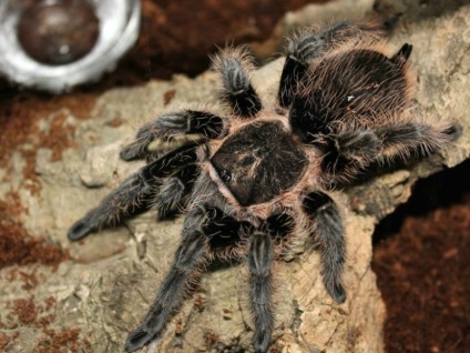 Tarantula brahipelma albopilosum, vedlés pók otthon, vásárolni brahipelma albopilosum