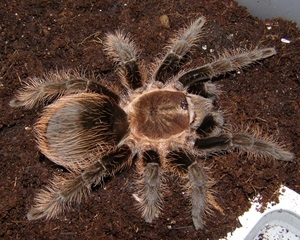 Tarantula brahipelma albopilosum, vedlés pók otthon, vásárolni brahipelma albopilosum