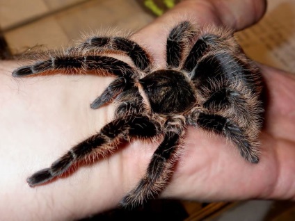 Tarantula brahipelma albopilosum, vedlés pók otthon, vásárolni brahipelma albopilosum