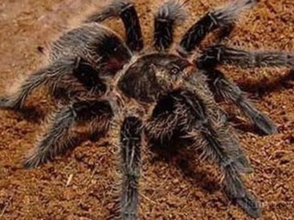 Tarantula brahipelma albopilosum, vedlés pók otthon, vásárolni brahipelma albopilosum