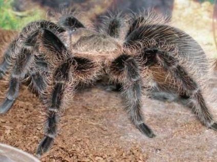 Tarantula brahipelma albopilosum, vedlés pók otthon, vásárolni brahipelma albopilosum