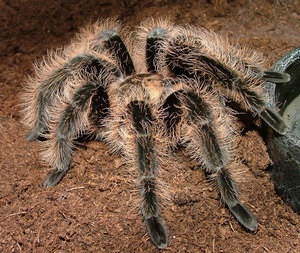 Birdpatch brahapelma albumophilus, păianjen, cumpăra brahapelma albumbum