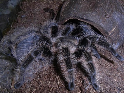 Tarantula brahipelma albopilosum, vedlés pók otthon, vásárolni brahipelma albopilosum